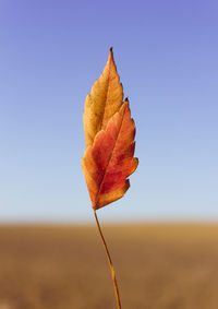 Close-up of dry maple leaf against clear sky