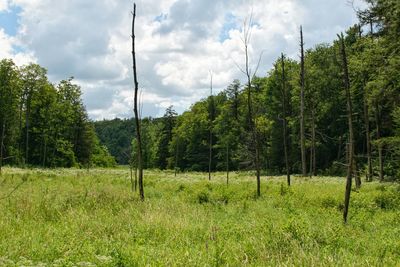 Panoramic shot of trees on field against sky