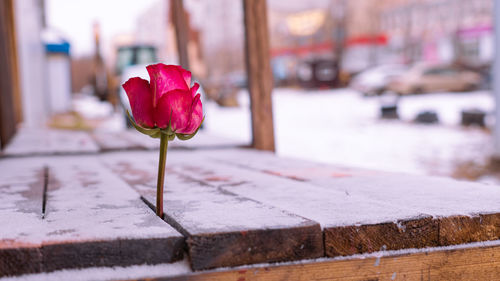 Close-up of pink rose flower in city
