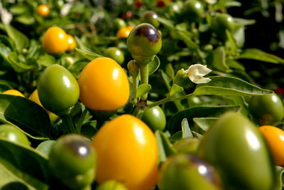 Close-up of fruits on tree