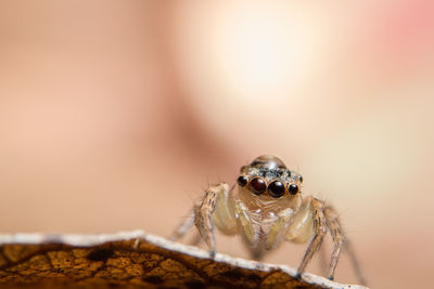 Extreme close-up of jumping spider on leaf