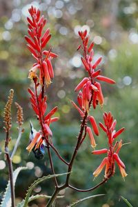 Close-up of red flowering plant