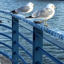 Bird flying over water