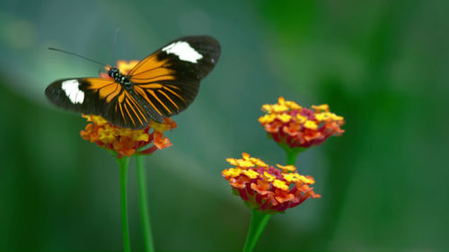 Close-up of butterfly pollinating on flower