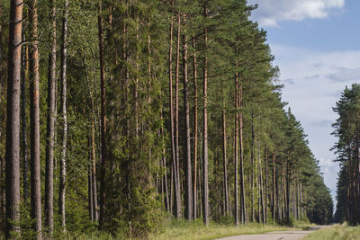 View of trees in forest