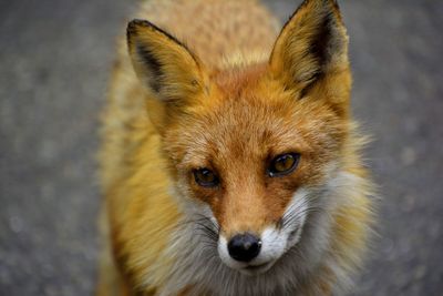 Close-up portrait of fox