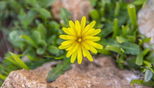 Close-up of yellow flowering plant