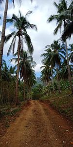 Dirt road amidst trees against sky