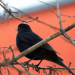 Low angle view of bird perching on branch