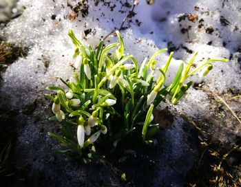 Close-up of white flowering plants