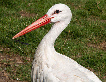 Close-up of white duck on field