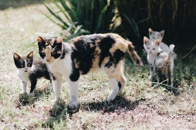 View of two cats on field