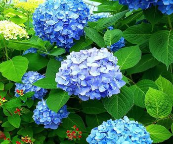 Close-up of blue hydrangea flowers