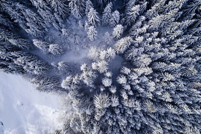 Aerial view of snow covered pine trees in forest during winter