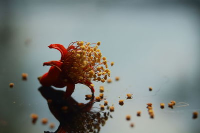 Close-up of plant over sea against background