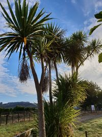 Palm trees on field against sky