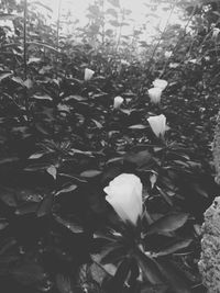 Close-up of flower blooming outdoors