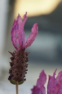 Close-up of wilted pink flower