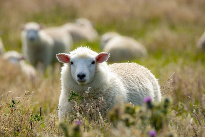 Portrait of sheep on field