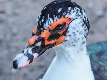 Close-up of a bird