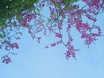 Low angle view of pink flowering tree against clear blue sky