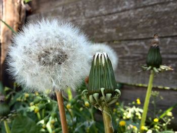 Close-up of dandelion