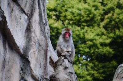 Monkey sitting on tree