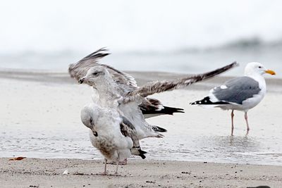 Seagulls on shore