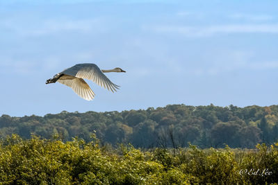 Bird flying in the sky