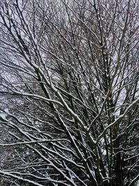 Full frame shot of bare tree during winter