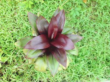 Close-up of flower growing on grassy field