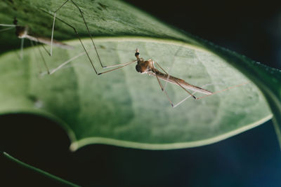 Close up angle of two crane flies on the underside of a leaf