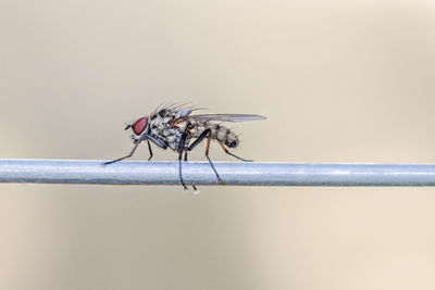 Close-up of fly