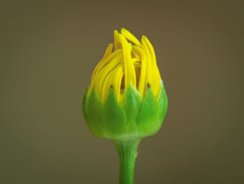 Close-up of yellow flower bud against black background