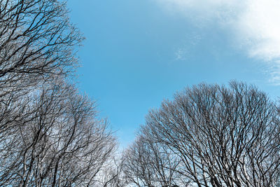 Low angle view of bare tree against clear blue sky