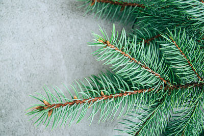 Close-up of palm tree