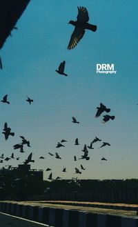 Birds flying against sky