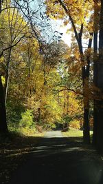 Trees in park
