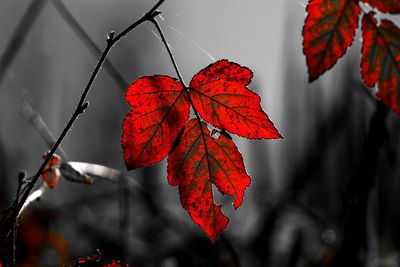 Close-up of red maple leaves on branch