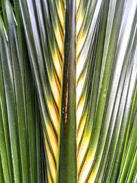 Close-up of plants