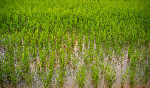 Plants growing on field