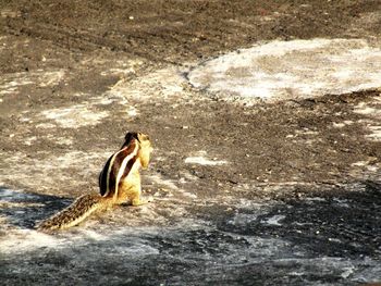 High angle view of penguin on rock