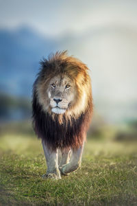Lion standing in a field