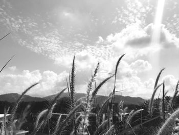 Close-up of grass on field against sky