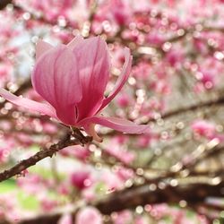 Close-up of pink flower on tree