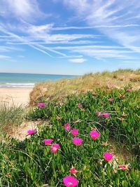 View of flowers growing in sea