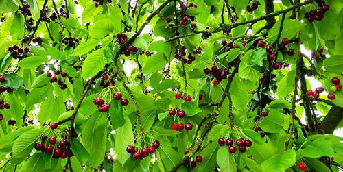 Close-up of cherries growing on plant