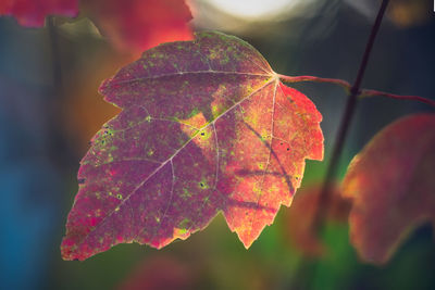 Close-up of autumnal leaves