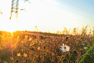 Close-up of flowers blooming on field against sky