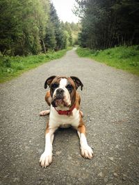Dog sitting on road